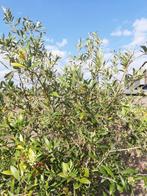 Olijfboom OLEA Europae, Tuin en Terras, Ophalen