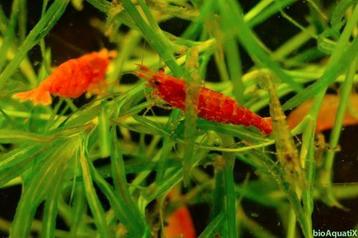 Crevettes rouges - neocaridina Red Fire disponible aux enchères