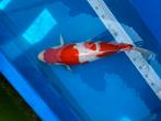 Kohaku female, Dieren en Toebehoren, Vissen | Vijvervissen, Karper of Koi