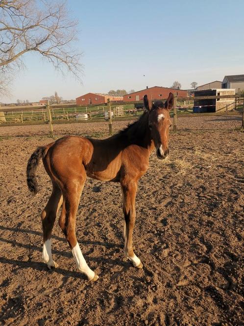 Hengsten veulen Caspar van't Molenzicht, Dieren en Toebehoren, Paarden, Hengst, L