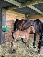 Spring veulen, Dieren en Toebehoren, Paarden, Springpaard, Z, Gechipt, 0 tot 2 jaar