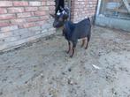 Mini black and tan bokje., Dieren en Toebehoren, Schapen, Geiten en Varkens, Mannelijk, Geit, 0 tot 2 jaar