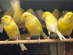 Canaris malinois, Dieren en Toebehoren, Vrouwelijk