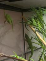 Phelsuma grandis, Ophalen