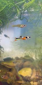 Endler guppy’s en rode Neocaridina-garnalen, Zoetwatervis