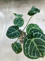 Anthurium Crystallinum x Silver Blush Hybrid, Huis en Inrichting, Kamerplanten, Ophalen of Verzenden