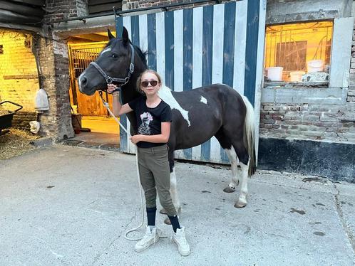 Bonte ruin, Dieren en Toebehoren, Pony's, Ruin