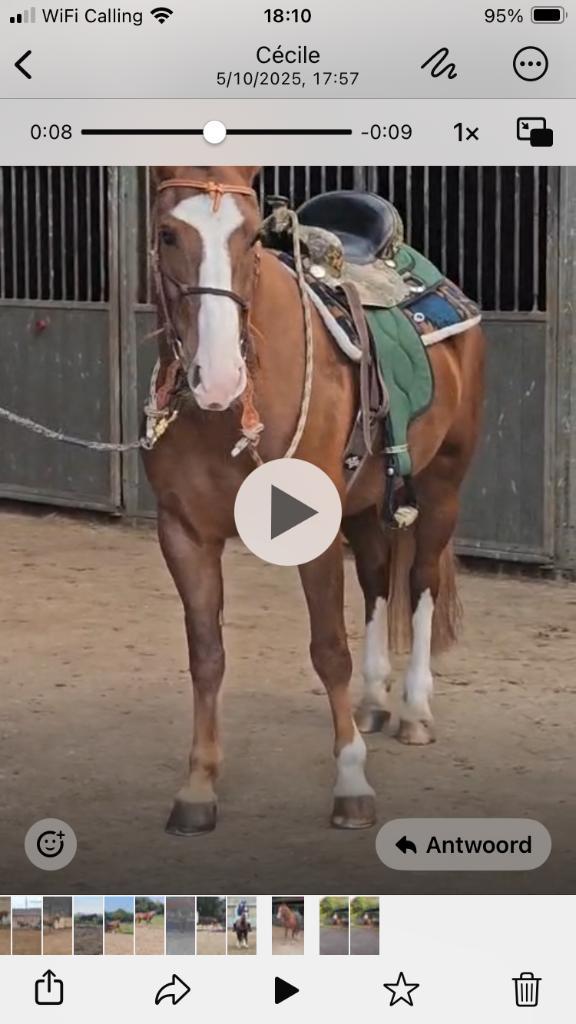 Paard, Animaux & Accessoires, Chevaux, Jument, L, Moins de 160 cm, 3 à 6 ans, Cheval de récréation, Avec pedigree, Avec puce électronique