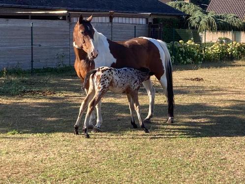 Moeder met veulen van Jack De L’Evidence, Dieren en Toebehoren, Paarden, L