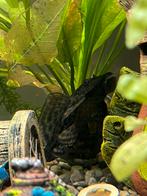 Pleco te koop