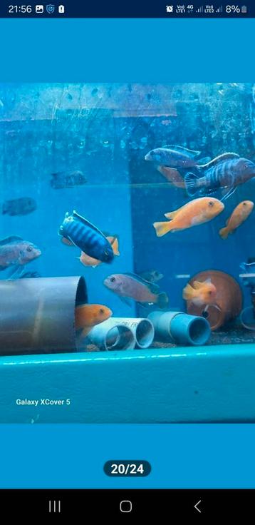 Ps. Saulosi coral red mannen beschikbaar voor biedingen