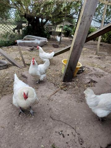 Poule de bresse hennen, Dieren en Toebehoren