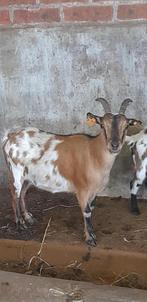 "Super mooie geitjes", Dieren en Toebehoren, Schapen, Geiten en Varkens, Vrouwelijk, Geit, 0 tot 2 jaar
