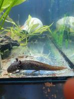 Gratis Axelotl, Dieren en Toebehoren