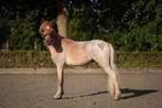 Nmprs jaarling hengstje, Poney A (jusqu'à 1.17 m), 0 à 2 ans, Avec pedigree, Ne s'applique pas