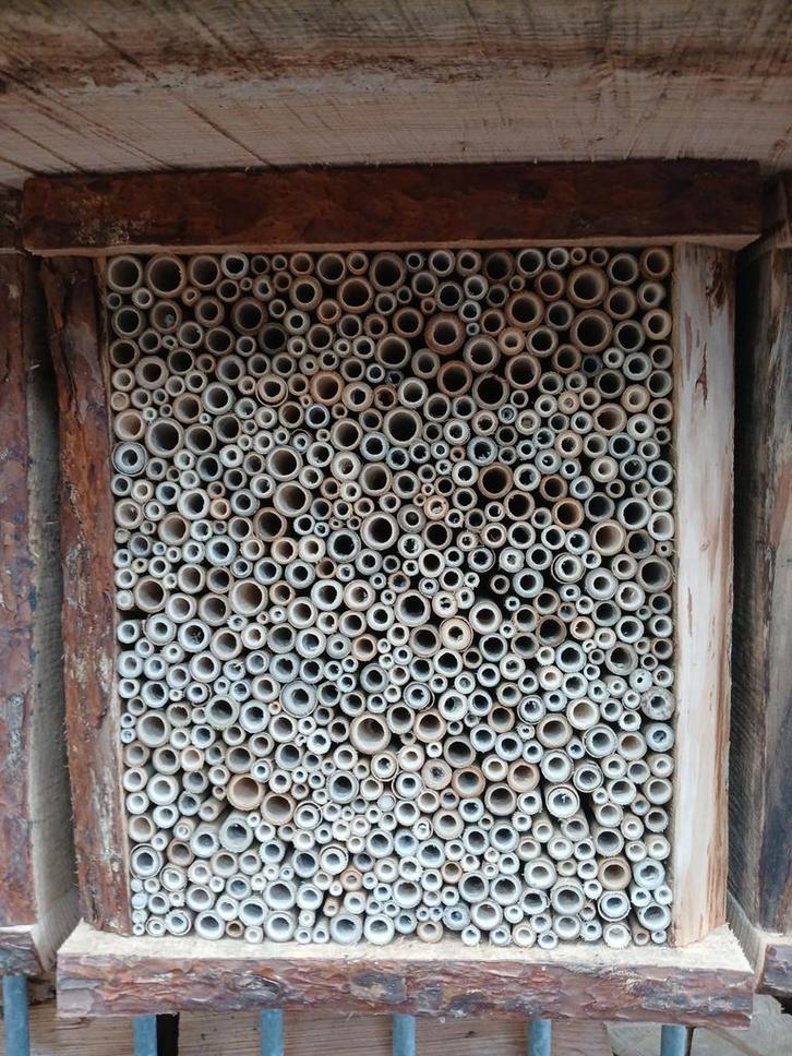 Bamboe voor bijenhotel/ insectenhotel, Tuin en Terras, Tuinwanddecoratie, Nieuw, Ophalen