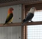 Fischerie kweekkoppel, Dieren en Toebehoren, Meerdere dieren, Dwergpapegaai of Agapornis, Geringd