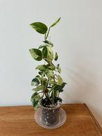 Epipremnum Pinnatum Marble Variegata, Ophalen of Verzenden