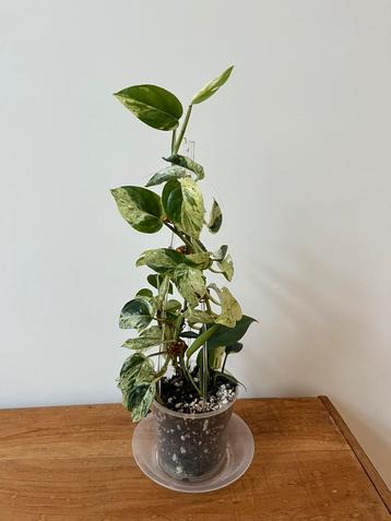 Epipremnum Pinnatum Marble Variegata beschikbaar voor biedingen