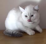 Britse korthaar, Dieren en Toebehoren, Poes, Ontwormd, 0 tot 2 jaar