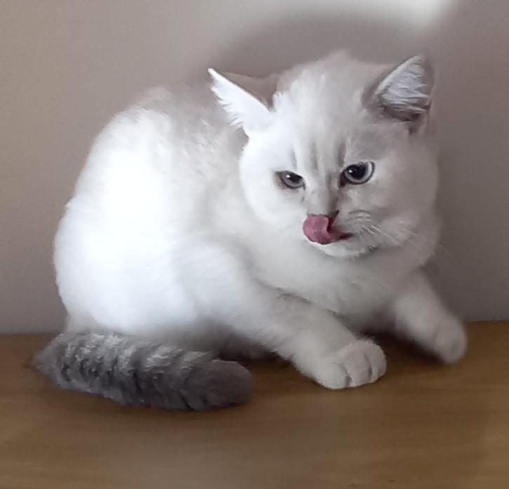 Britse korthaar, Dieren en Toebehoren, Katten en Kittens | Raskatten | Korthaar, Poes, 0 tot 2 jaar, Ontwormd, Ingeënt