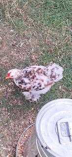 Cochin kriel hanen gratis, Dieren en Toebehoren, Pluimvee