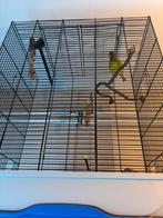 Kanarie super goede fluiter  + grote kooi, Dieren en Toebehoren, Vogels | Parkieten en Papegaaien, Mannelijk, Geringd