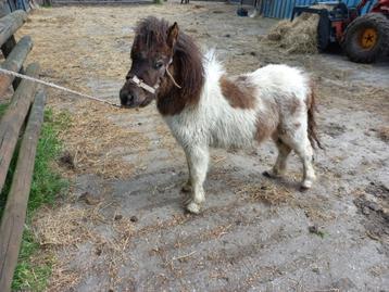 Beaux poneys des Shetland de la NMPRS, appaloosa et pintaloo