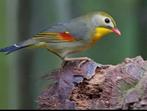 Japanse nachtegaal man, Mannelijk, Tropenvogel