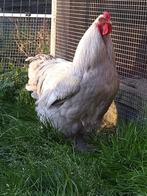 Brahma haan, Mannelijk, Kip