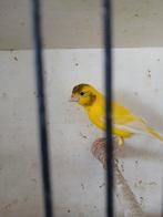 Bonte raza espanola man, Dieren en Toebehoren, Vogels | Kanaries, Mannelijk, Postuurkanarie