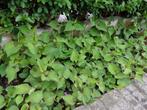 plante : Houttuynia Cordata- feuillage vert, Jardin & Terrasse, Printemps, Couvre-sol, Enlèvement, Plante fixe