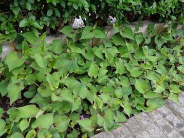 plante : Houttuynia Cordata- feuillage vert