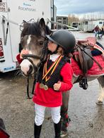 Lieve welsh b-pony te koop, Dieren en Toebehoren, B, Gechipt, Ruin, B pony (1.17m tot 1.27m)