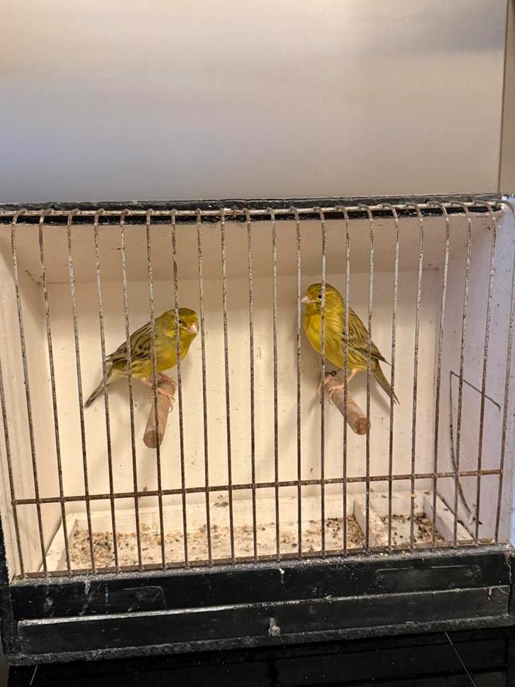 Couple de canaris 2025 - Masculin et femelle - bagué - 40€, Animaux & Accessoires, Oiseaux | Canaris, Canari de couleur