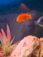 Cichliden te koop 5 stuks, Poisson, Poisson d'eau douce
