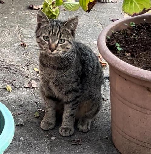 !!!Vermist!!! Katertje Figaro (cyperse, tabby kat), Dieren en Toebehoren, Vermiste en Gevonden Dieren, Kat
