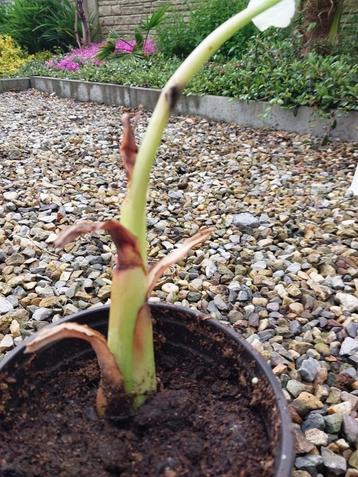 Banaan Musella Lasiocarpa - Chinese lotusbanaan beschikbaar voor biedingen