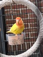 Roseicolli, Dieren en Toebehoren, Geslacht onbekend, Dwergpapegaai of Agapornis, Geringd