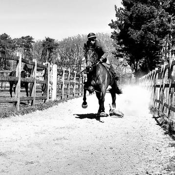 Paard voor Military beschikbaar voor biedingen