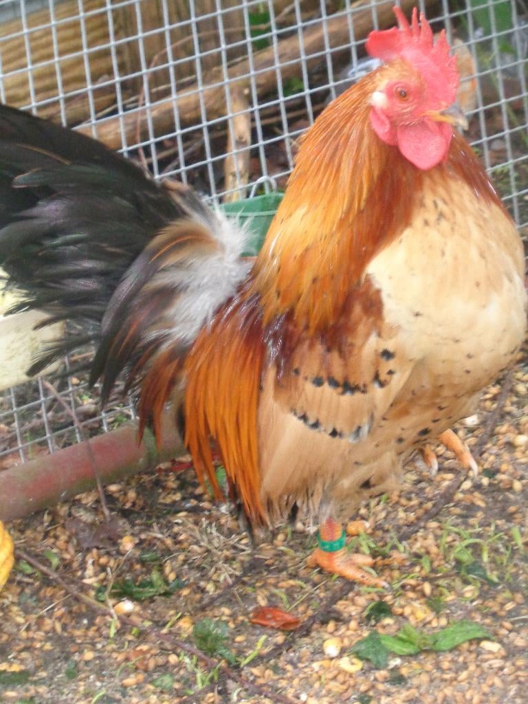 Magnifiques jeune cocq avec anneau, Animaux & Accessoires, Mâle, Poule ou poulet