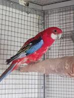 Rosella opaline rood 2024, Dieren en Toebehoren, Vogels | Parkieten en Papegaaien, Meerdere dieren, Parkiet, Geringd