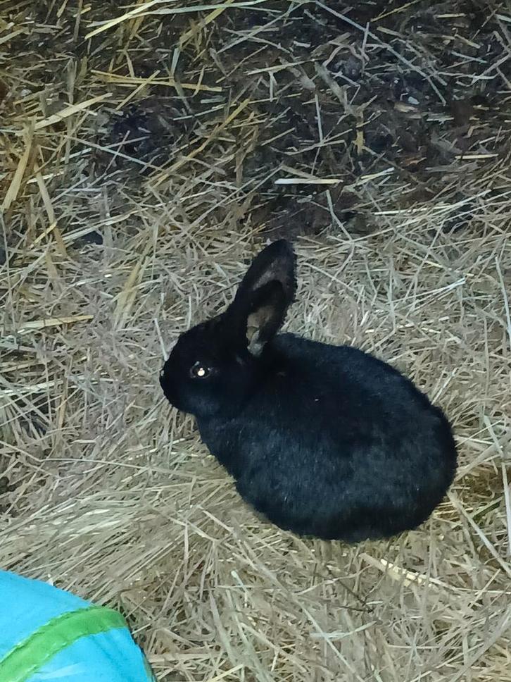 Vlaamse reuzen baby's (vrouwtjes), Dieren en Toebehoren, Konijnen