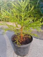 Mammoetboompjes (Sequoia) te koop, Tuin en Terras, Planten | Bomen, In pot, Minder dan 100 cm, Halfschaduw, Overige soorten