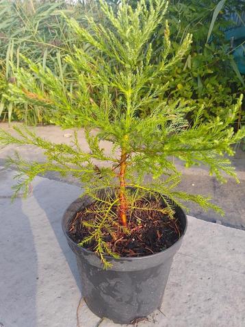 Mammoetboompjes (Sequoia) te koop