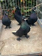 4 arap ayna kuyruk 100 e, Dieren en Toebehoren, Meerdere dieren, Overige soorten