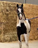 Zeer mooie bonte merrie, Dieren en Toebehoren, Paarden, Merrie