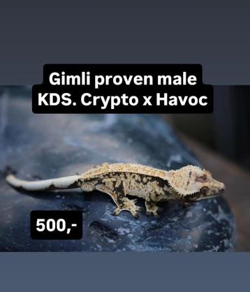 1.0 Bewezen Topkwaliteit High White wimpergekko man  beschikbaar voor biedingen