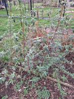 Vlinderstruik, Tuin en Terras, Vaste plant, Ophalen