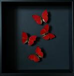 Splendide Envol de 4 papillons Cymothoe Sangaris sous cadre, Collections, Collections Animaux, Insecte, Animal empaillé, Enlèvement ou Envoi